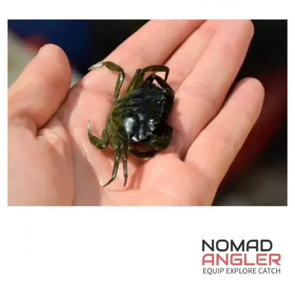 Groene krabbetjes 3,5 - 5cm